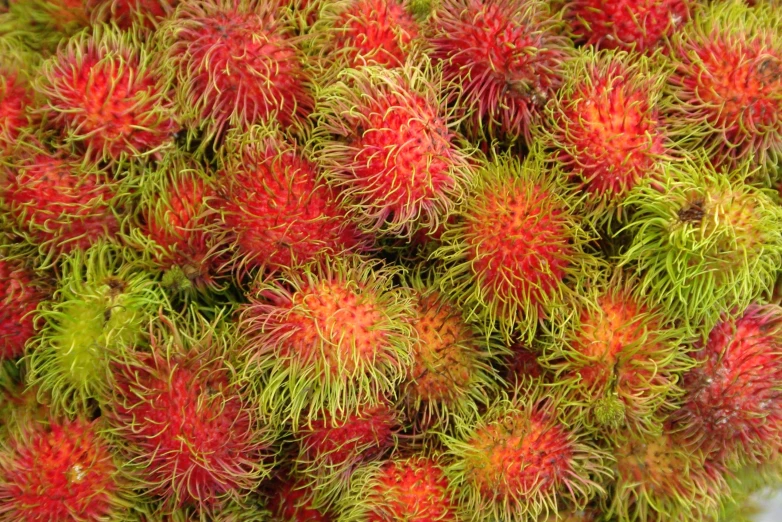 a bunch of red and green spiky plants