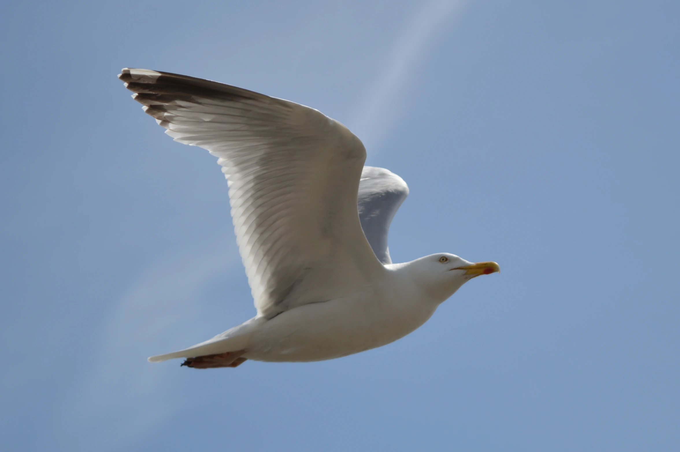 a bird flying with wings extended against a blue sky
