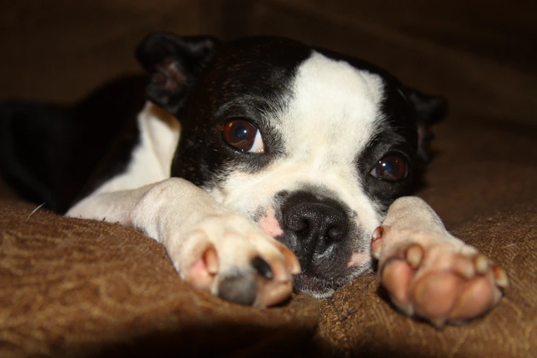 a small black and white dog laying down on a couch