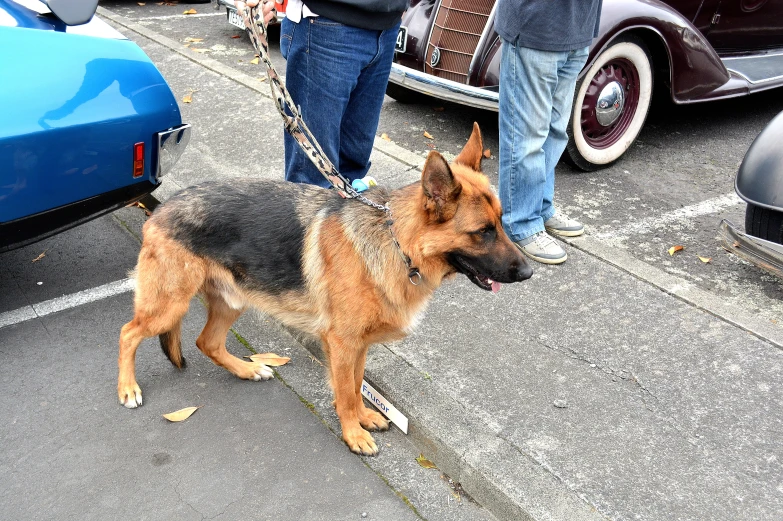 german shepard dog sitting on street curb with people nearby