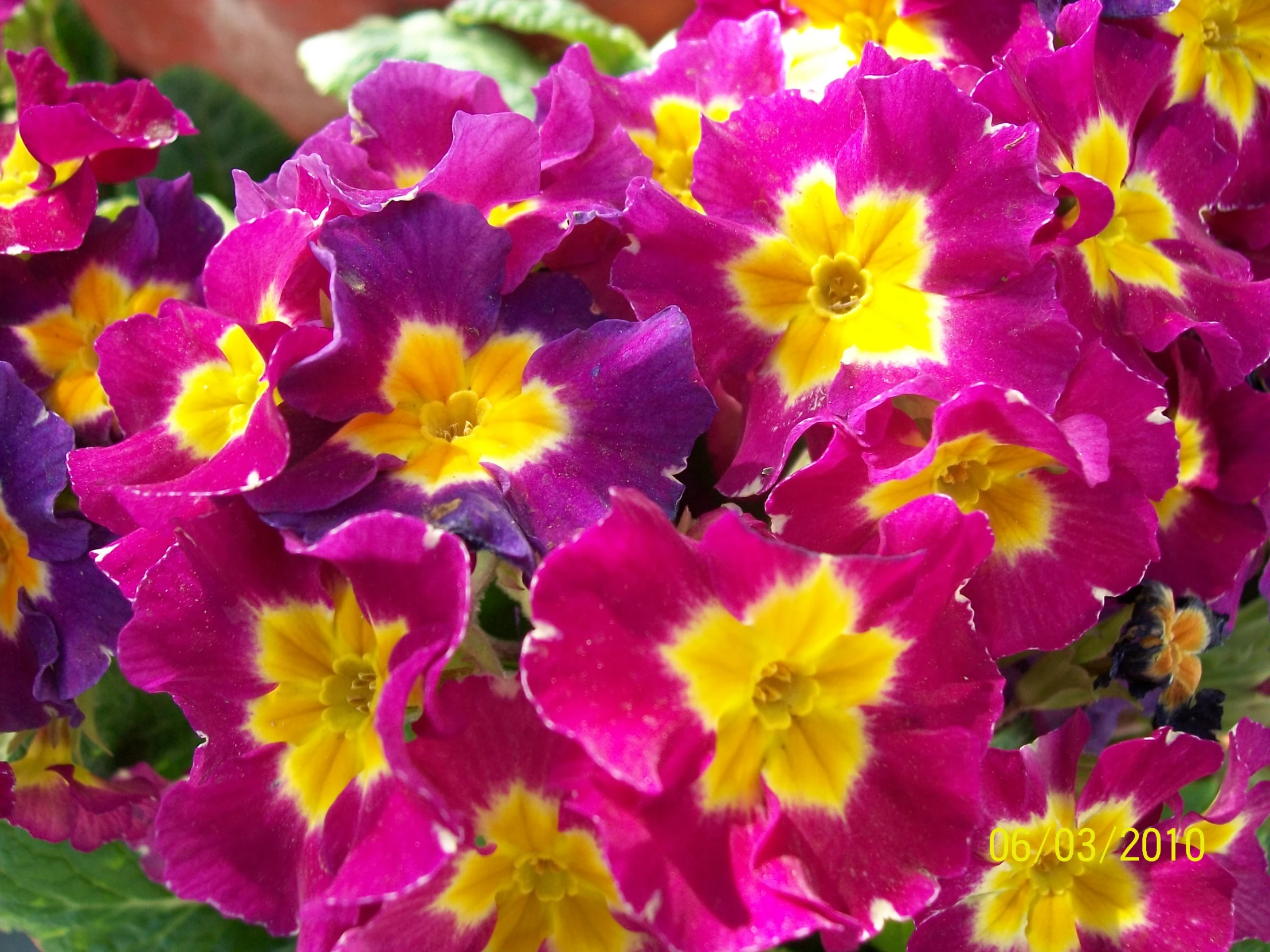 a large bunch of purple and yellow flowers