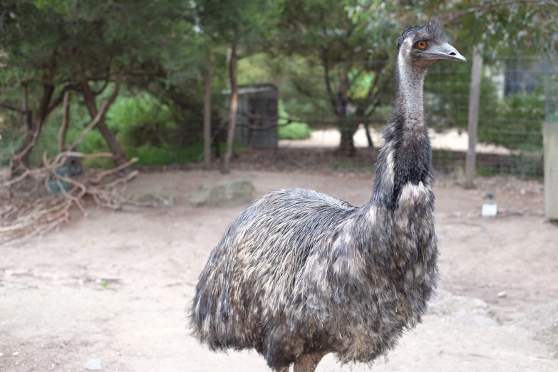 a large bird that is standing in the dirt