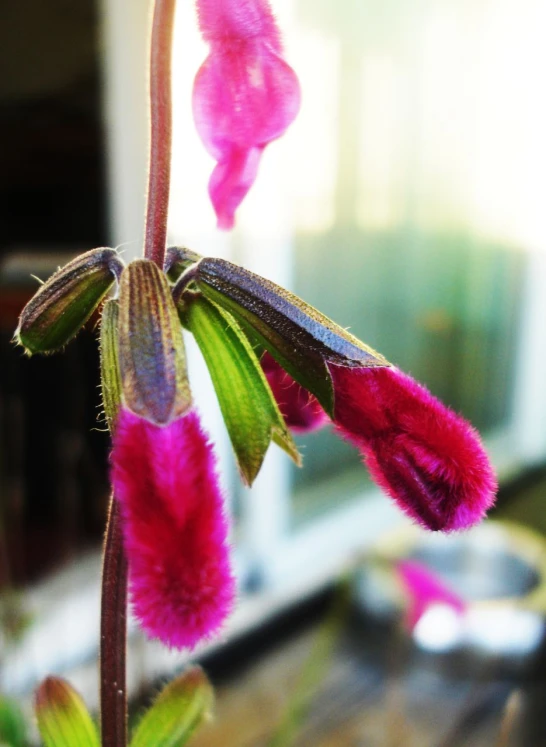 pink flower petals in front of a window with the reflection of a window pane