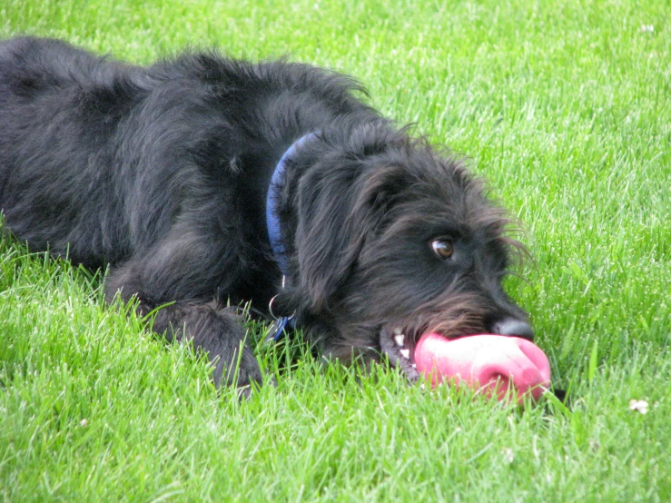 a large dog laying in the grass with a ball in its mouth