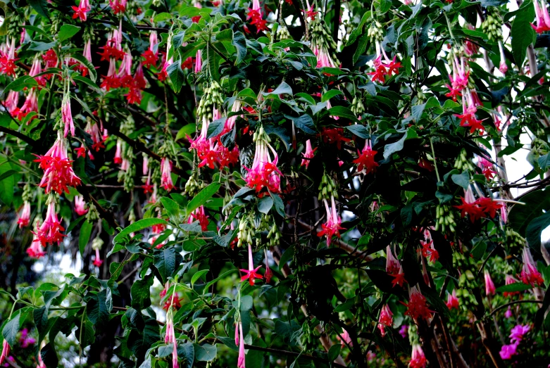 flowers that are in bloom next to the nches