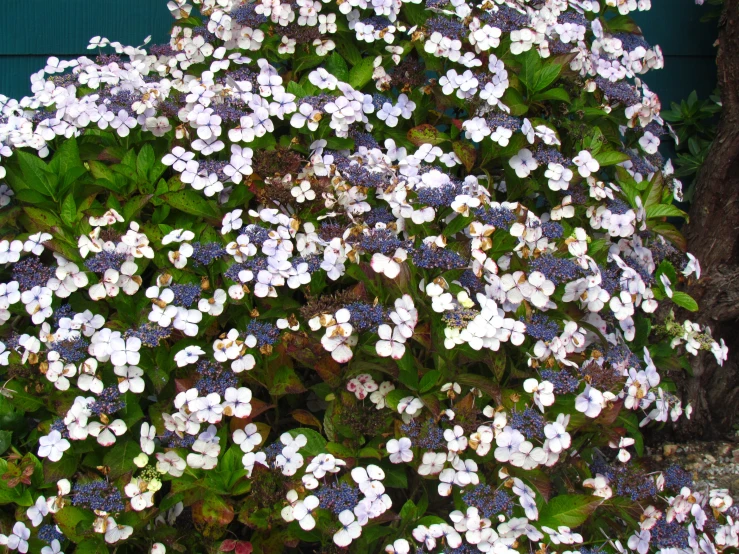 this is a po of a plant with white and blue flowers