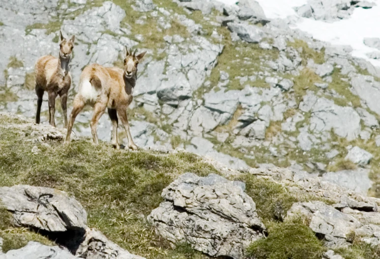 two goats are standing on a hill side