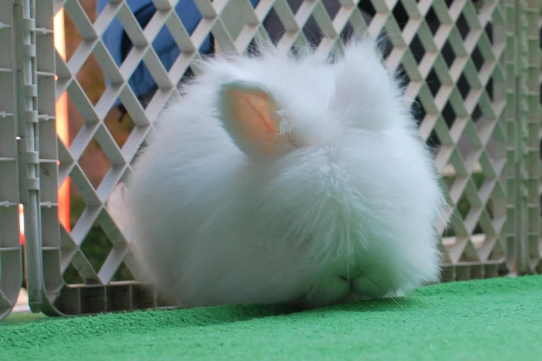 a white fluffy rabbit sits on the ground