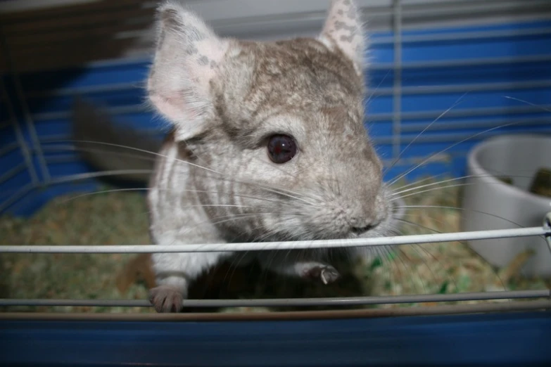 a hamster in its cage with another in the background