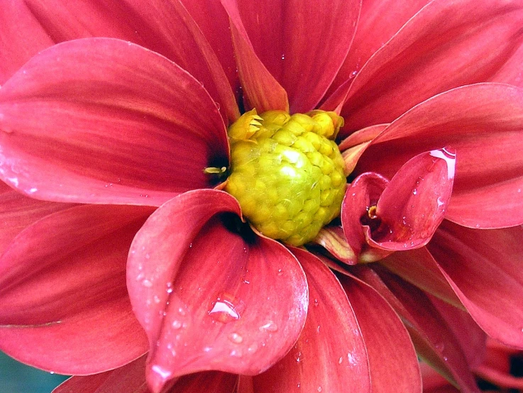 a big red flower with water drops on it