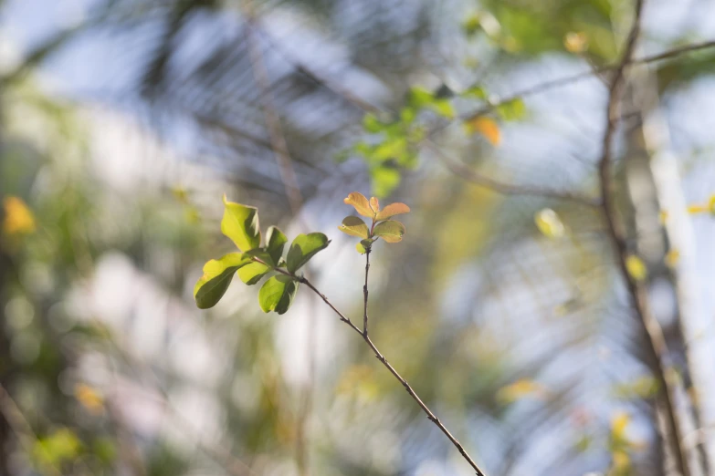 a tree nch with leaves and some other nches in the background