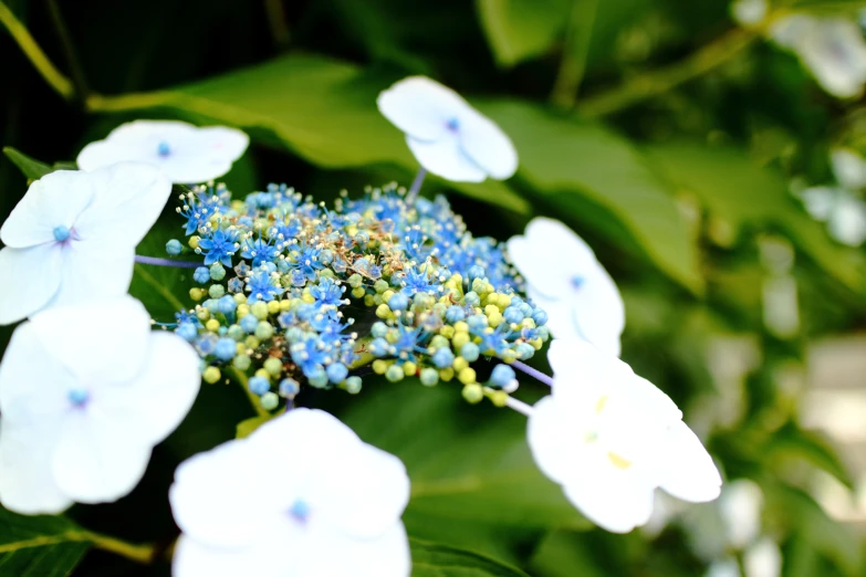 blue and white flowers on the outside of green leaves