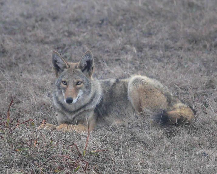 a wolf lies down in a grassy area