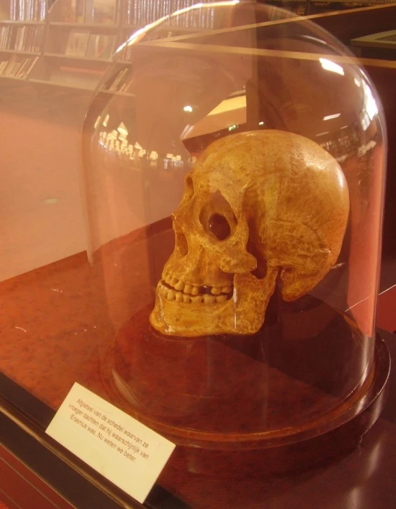 a wooden object under a glass dome on display