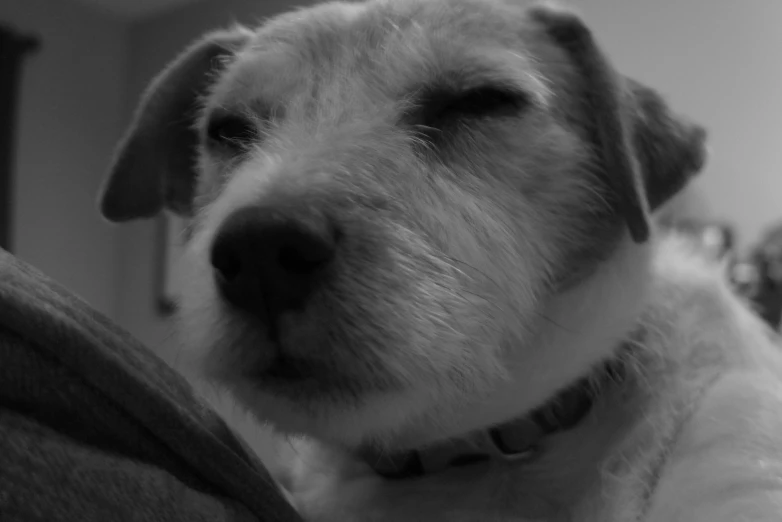 black and white po of a dog lying on couch