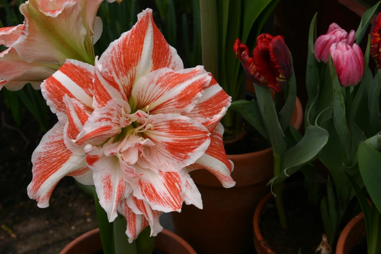 an orange and white striped flower sitting on top of a pot