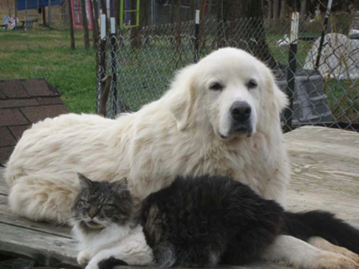 a white dog laying next to a kitten on a wood deck