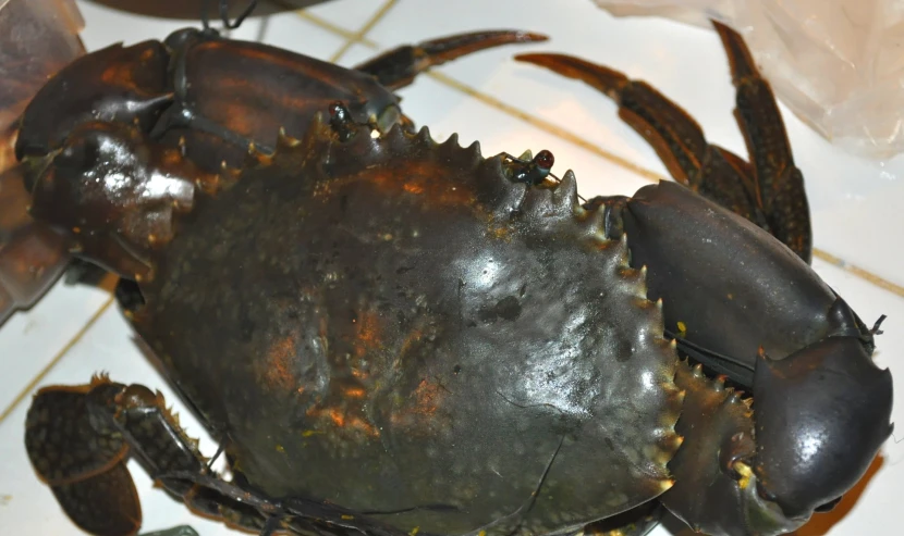 two crabs are shown with small holes in their shells