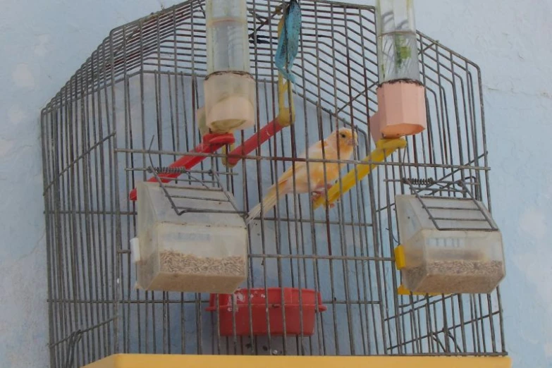 bird feeders in front of a blue building