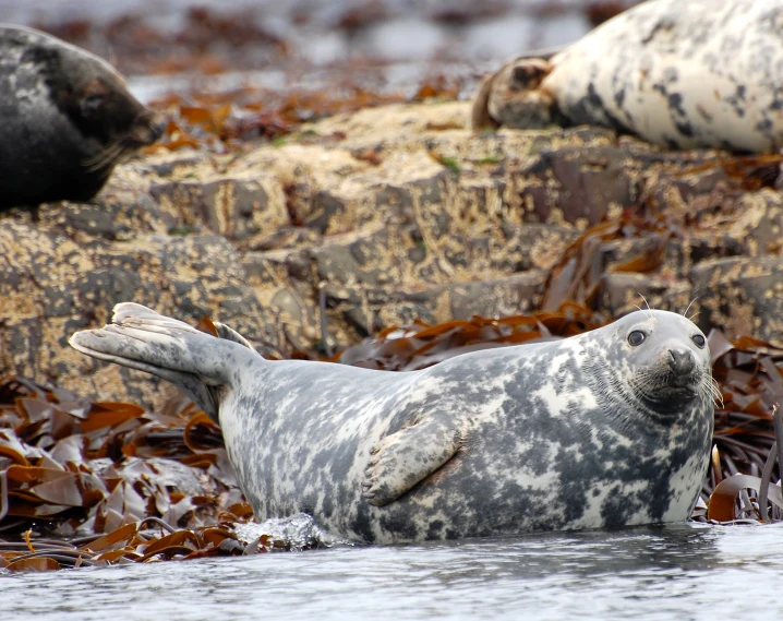 a seal looks around while floating in the water