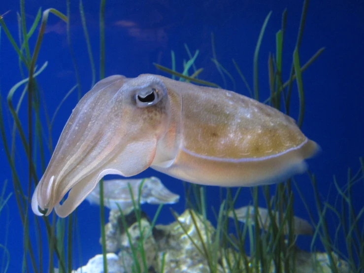 a long snouted fish is swimming through grass