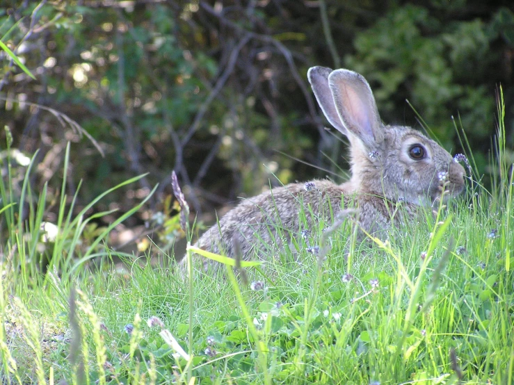 the rabbit is in a green meadow with some bushes