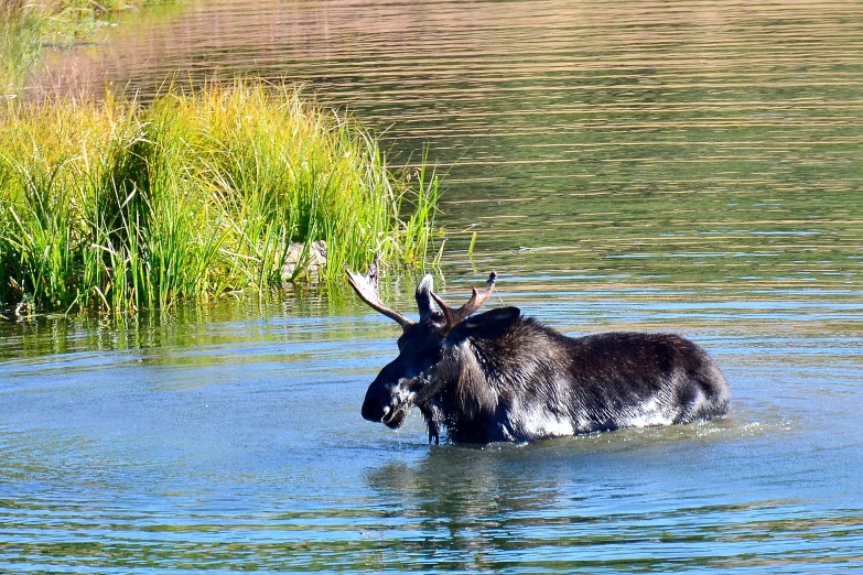 a moose walks in the water near green grass