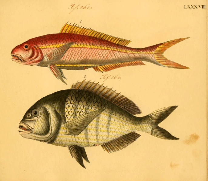 two fish on a brown paper with blue and white patterns