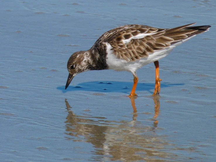 there is a bird that is drinking out of the water