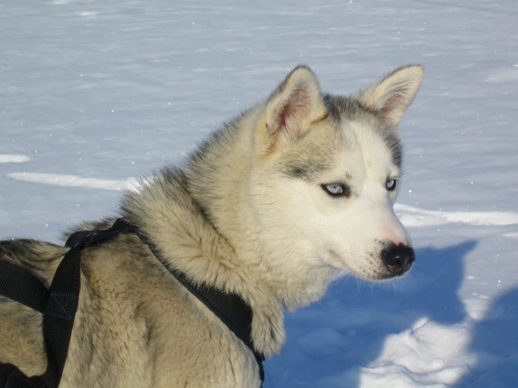 a husky dog that is wearing a harness