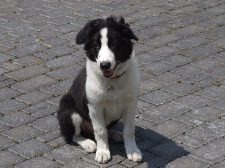 the little black and white dog is looking into the camera