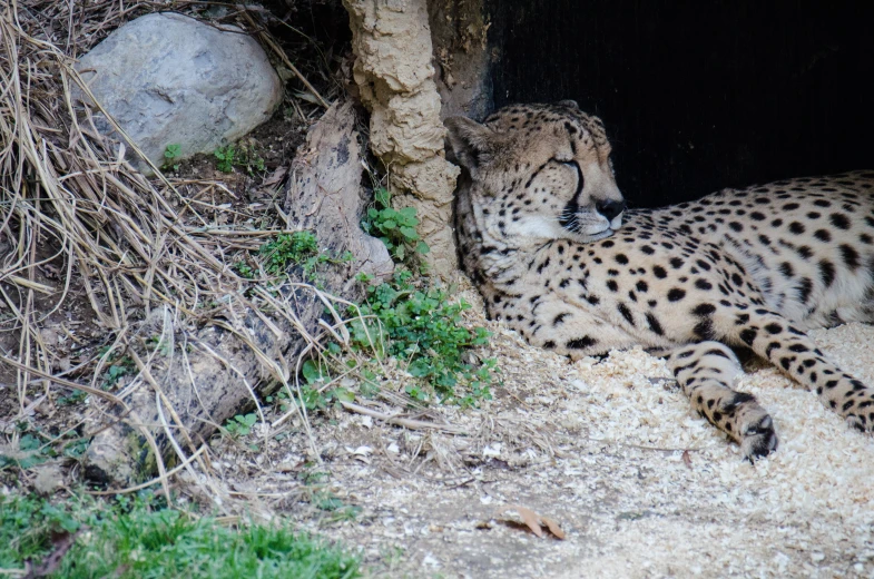 there is a leopard that is laying down