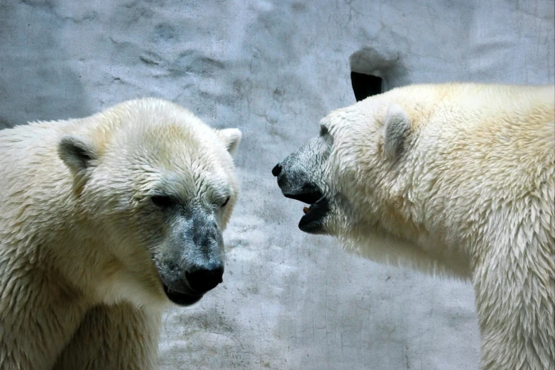 two polar bears facing each other in the zoo