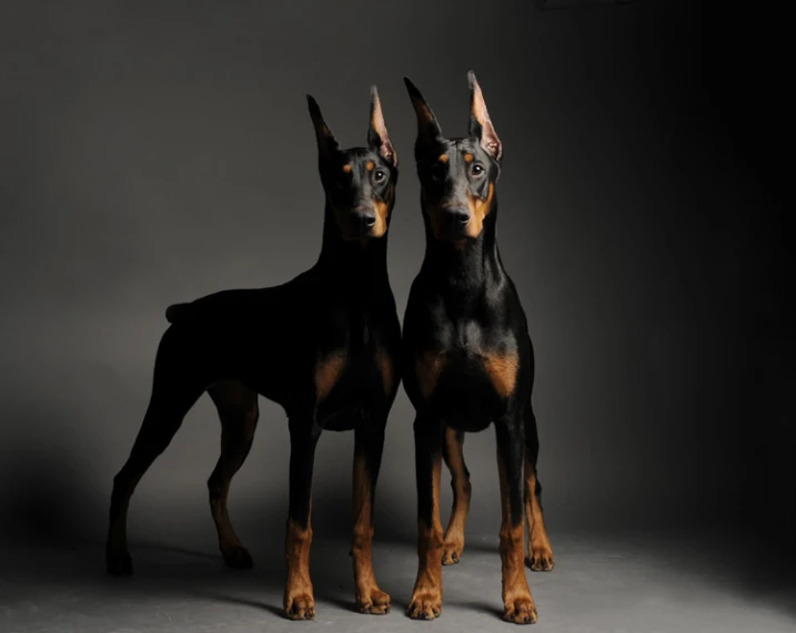 two doberman dogs pose for a pograph