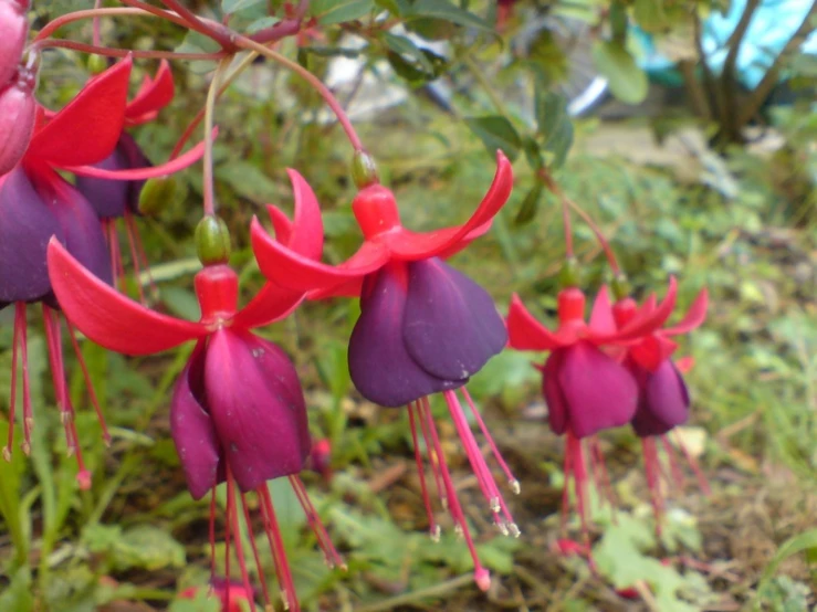 fuchsia flowers with lots of purple flowers