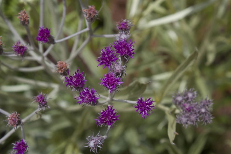 small purple flowers growing in the middle of a green forest