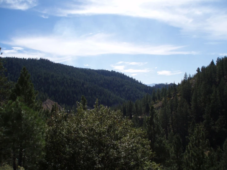 a forested area with some trees on the side and a sky background