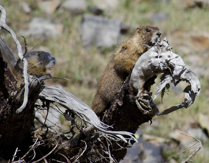 a small animal sitting on a nch with its mouth open