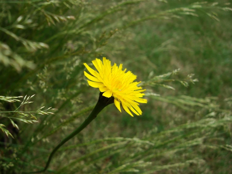 a flower is in the foreground with green grass in the background