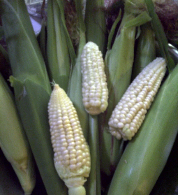 corn is displayed in the middle of a bowl