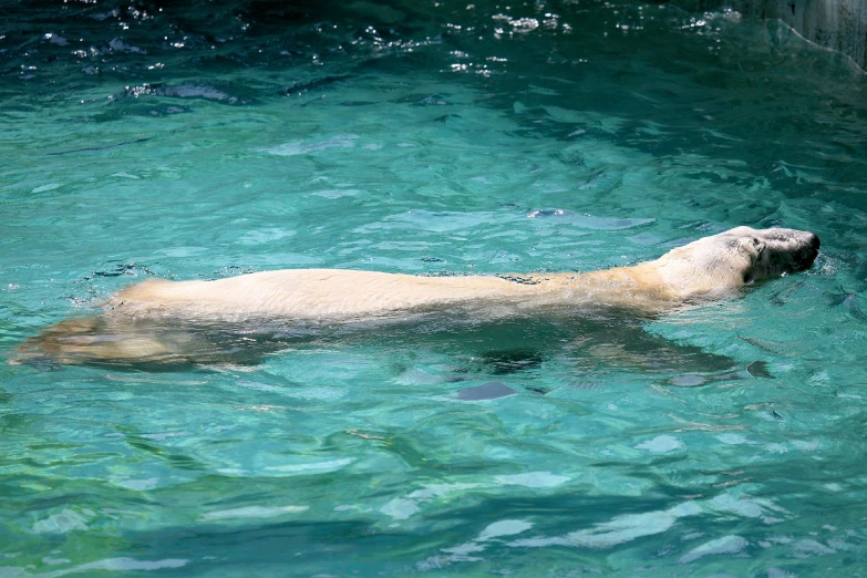 a bear swimming in a pool, surrounded by blue water