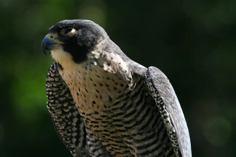 this hawk is perched on top of the other