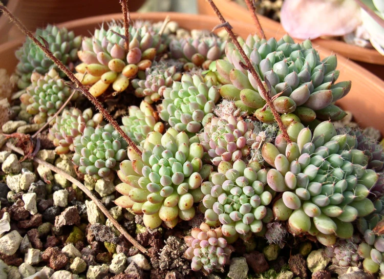 green plants grow out of the ground in a pot