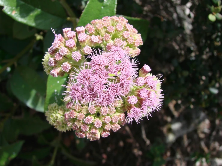 a blooming flower in front of leaves