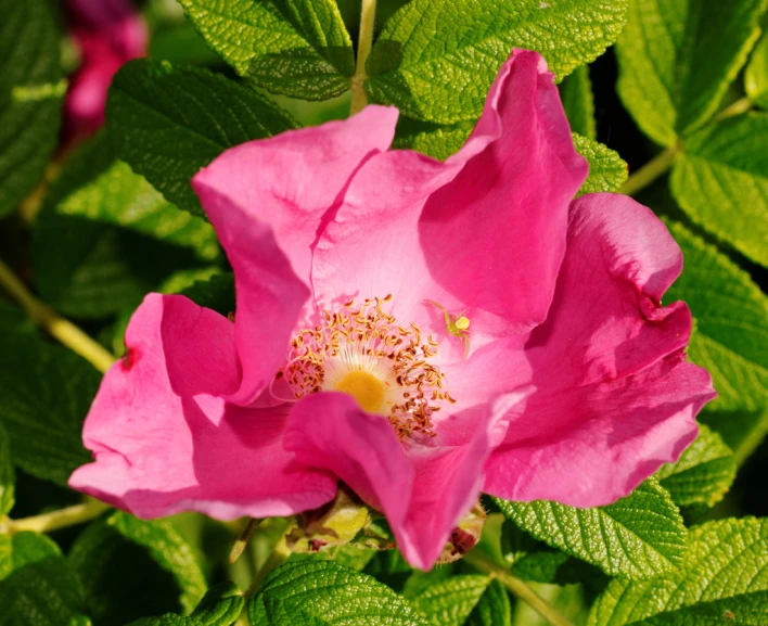 the pink flowers are blooming with many green leaves