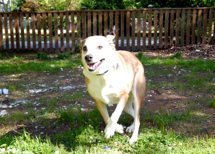 a dog running in the yard near a fence