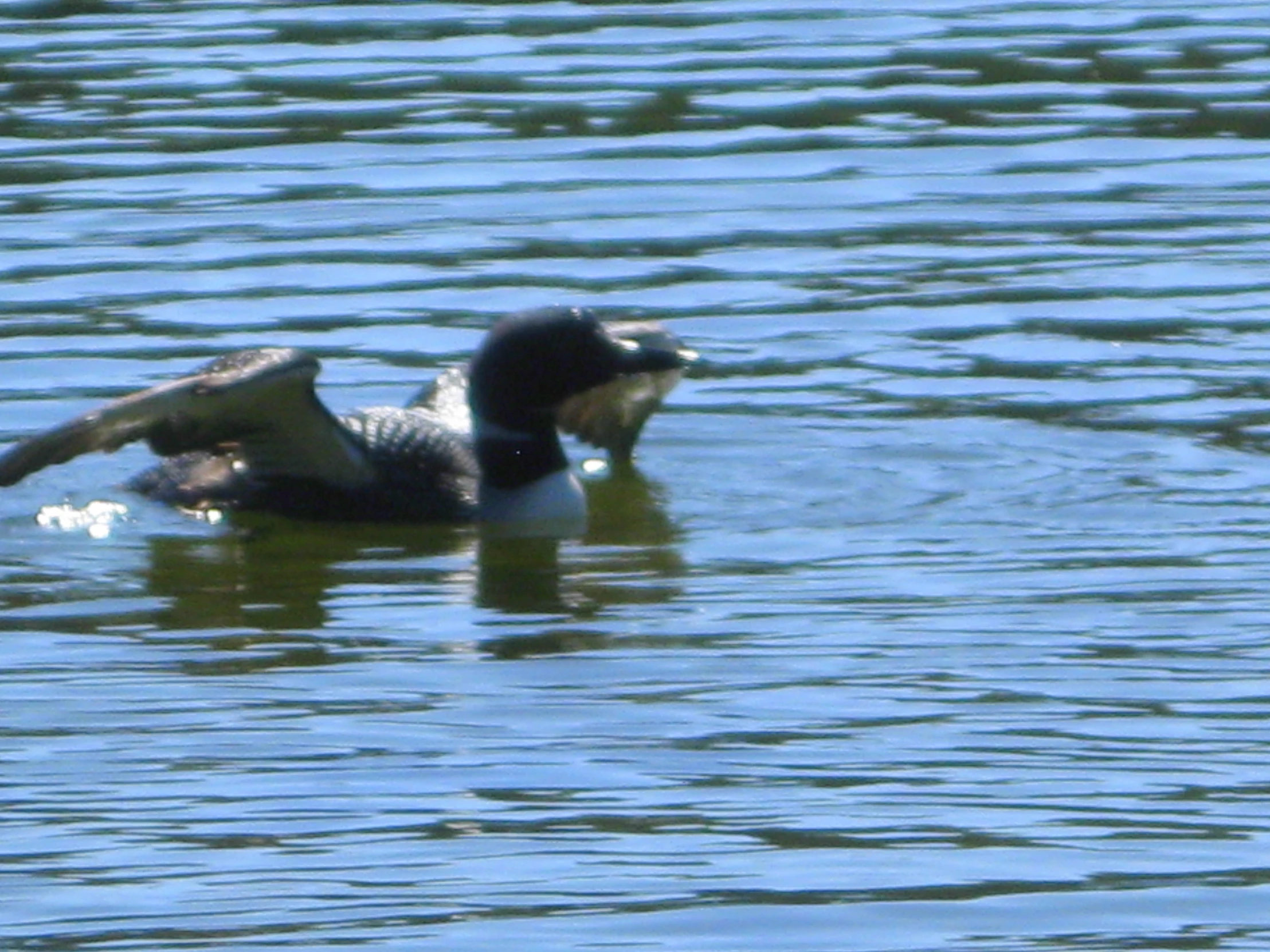 a bird that is floating in the water