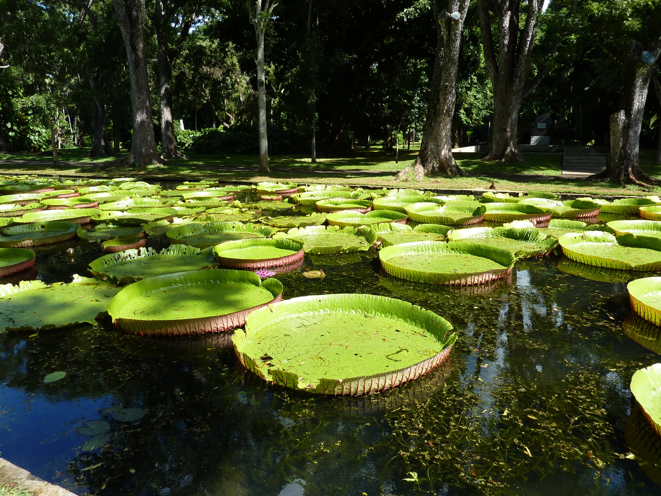 lily pads float on water in the sun