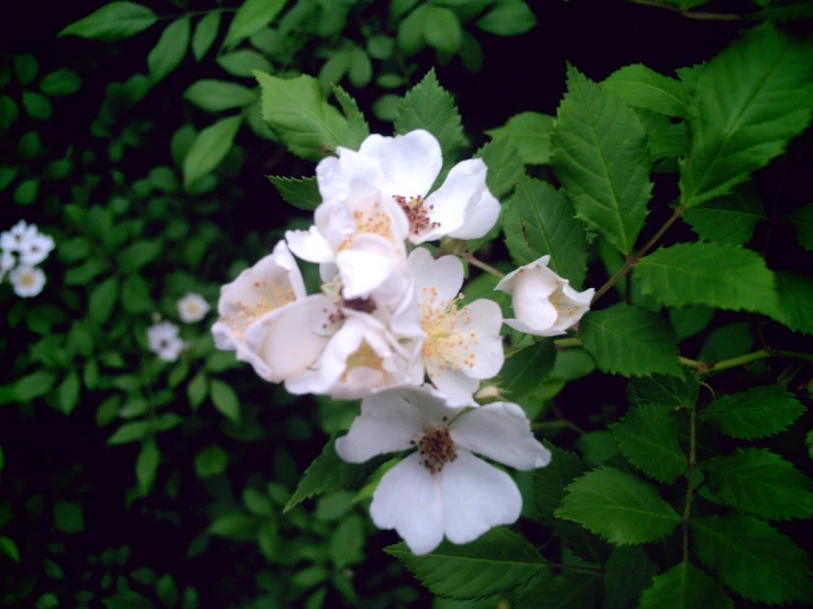 a group of white flowers are shown in this image