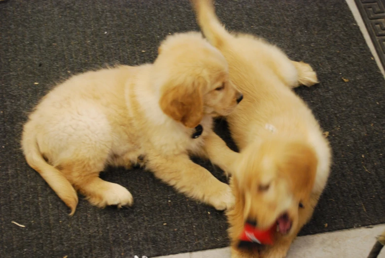 two yellow puppies playing with each other in the floor